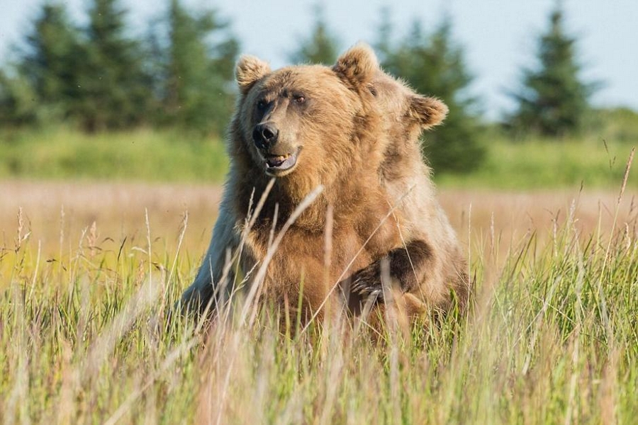Ласковые фото: мама-медведица и медвежонок