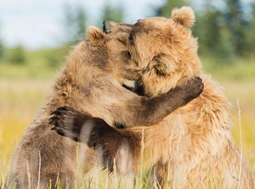 Ласковые фото: мама-медведица и медвежонок