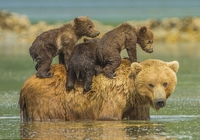 Мама-медведь служит лодкой своим 3 детям