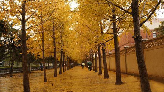 Золотая осень, золотой Пекин