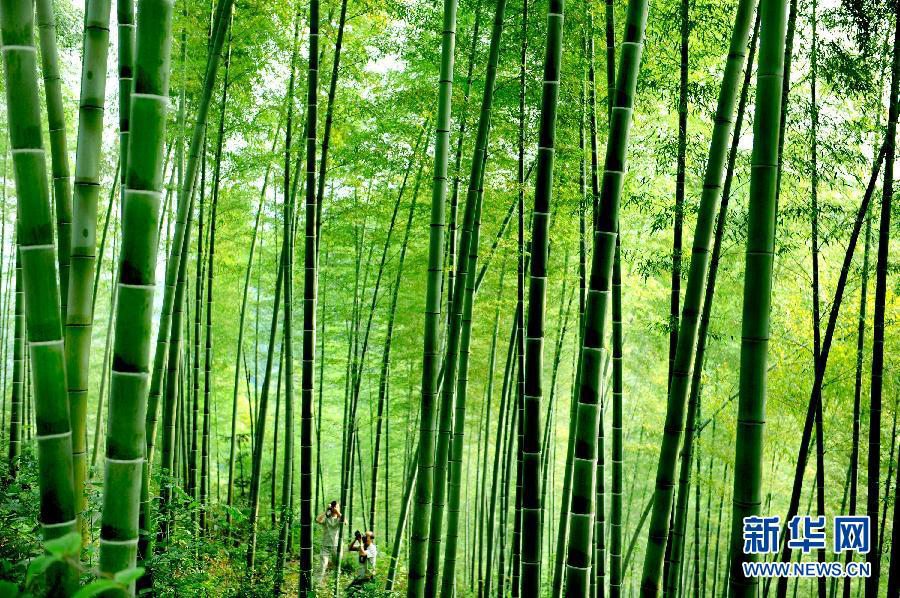 Сказочное «бамбуковое море» в провинции Аньхой