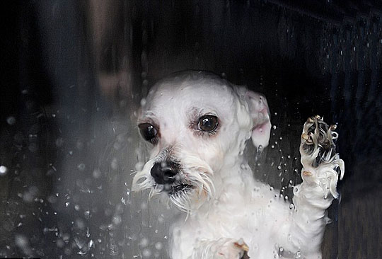 Умора! Забавные фото купающихся собак