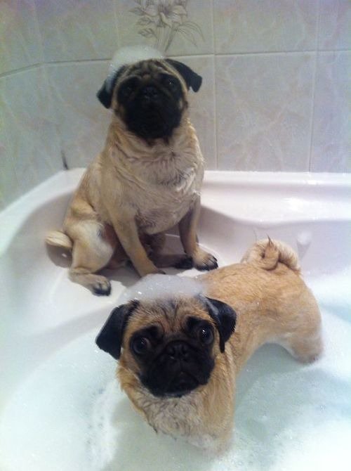 Умора! Забавные фото купающихся собак