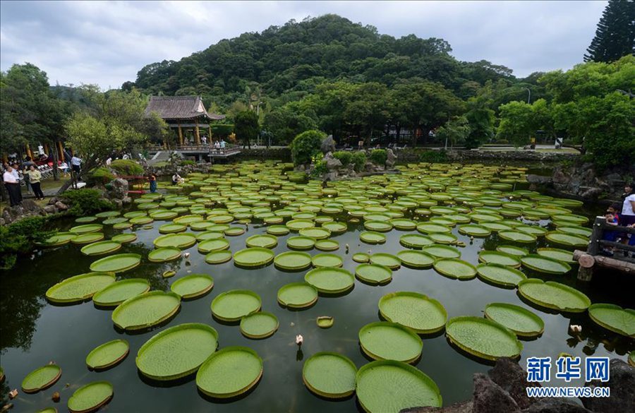 Город Тайбэй: туристы плавают вместе с королевскими лотосами