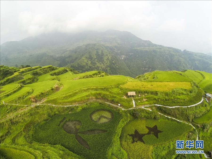 Цинтянь провинции Чжэцзян: на террасах площадью в тысячу му демонстрируются «оригинальные рисовые картины»