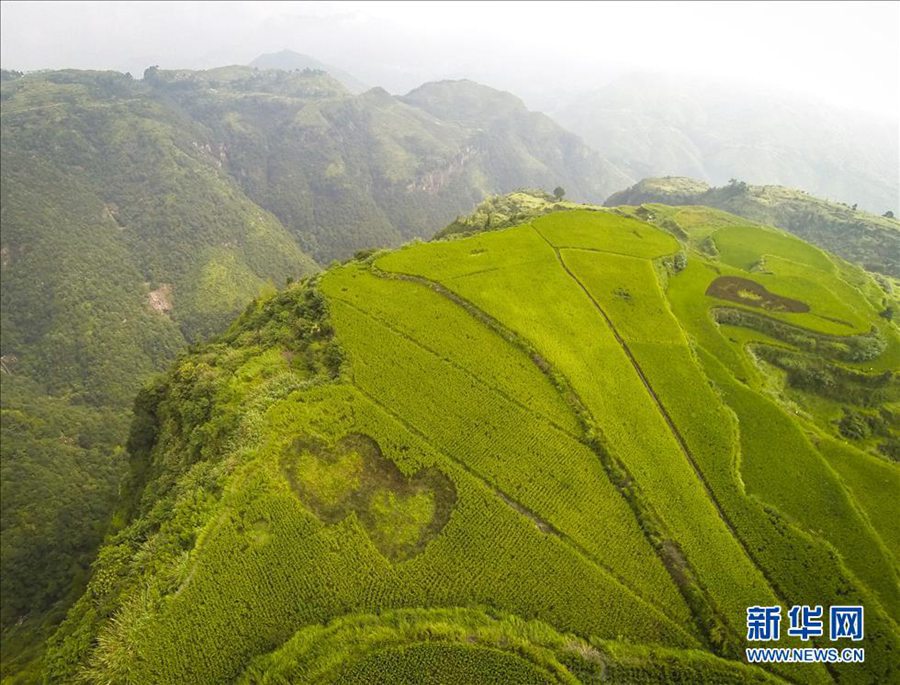 Цинтянь провинции Чжэцзян: на террасах площадью в тысячу му демонстрируются «оригинальные рисовые картины»