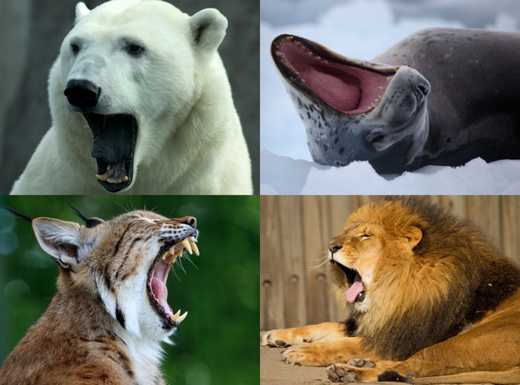 Умилительное зрелище: зевающие животные