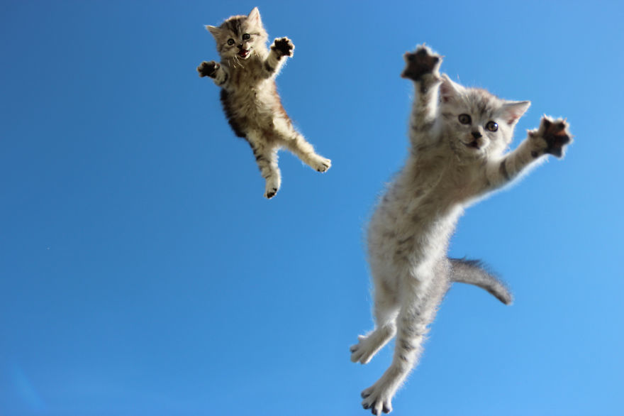 Парящие в воздухе коты