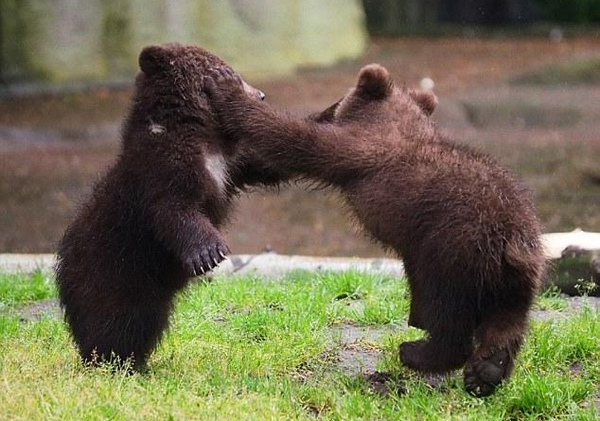 Милые фото: двое медвежат воюют друг с другом перед объективом фотографа