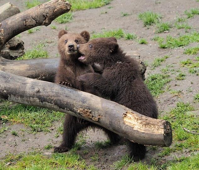 По сообщению Daily Mail от 25 сентября. В зоопарке Hagenbeck фотограф запечатлел драку медвежат, вызвавшую у зрителей полнейшее умиление. (Скриншоты)