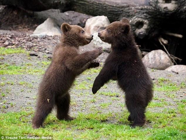 По сообщению Daily Mail от 25 сентября. В зоопарке Hagenbeck фотограф запечатлел драку медвежат, вызвавшую у зрителей полнейшее умиление. (Скриншоты)