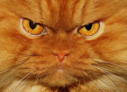 Самый суровый кот в мире – Гарфи