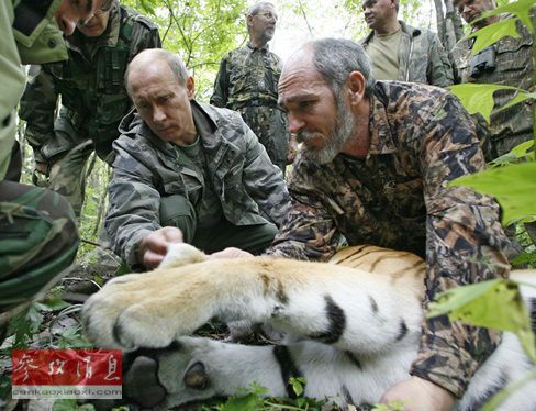 Тигр Кузя, предположительно выпущенный президентом Путиным, напал на курятник в провинции Хэйлунцзян