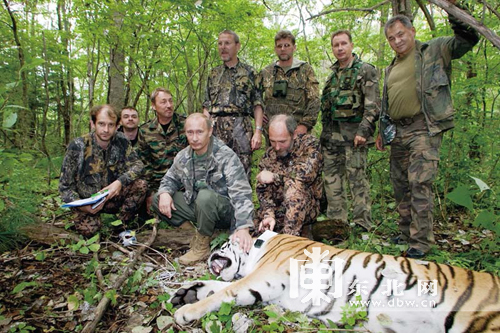 Архивное фото: 'Президентский' тигр Кузя, которого выпустил в живую природу лично В.Путин. 