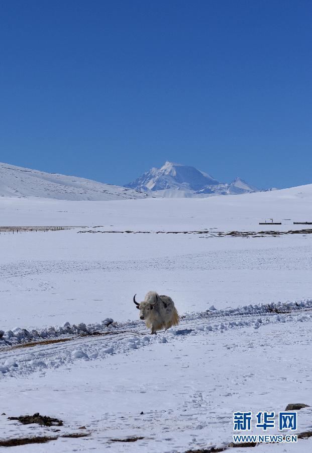 Плато Али Тибетского автономного района после снега