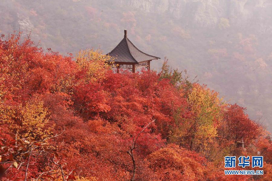 Красные листья в достопримечательности Пофэнлин в районе Фаншань Пекина 