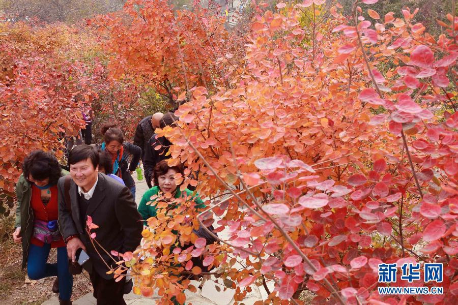 Красные листья в достопримечательности Пофэнлин в районе Фаншань Пекина 