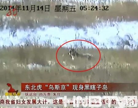 'Путинский' тигр Устин напал на козлов в Северо-Восточном Китае