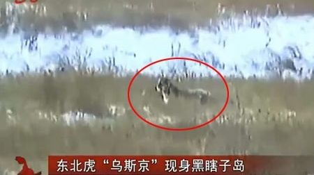 'Путинский' тигр Устин напал на козлов в Северо-Восточном Китае