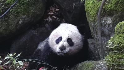 На юго-западе Китая погибла дикая панда