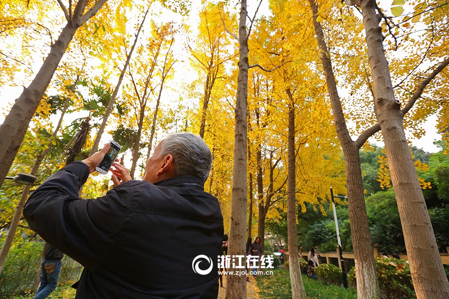 Красивые деревья гинкго в городе Ханчжоу 