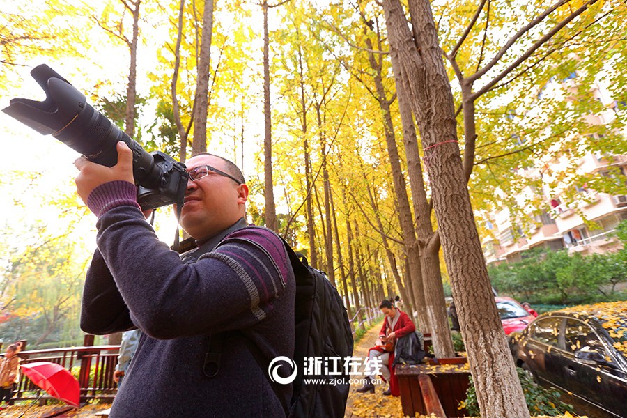 Красивые деревья гинкго в городе Ханчжоу 