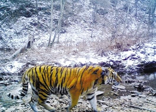 'Путинский' тигр Кузя уже находится в России, но еще может вернуться в Китай