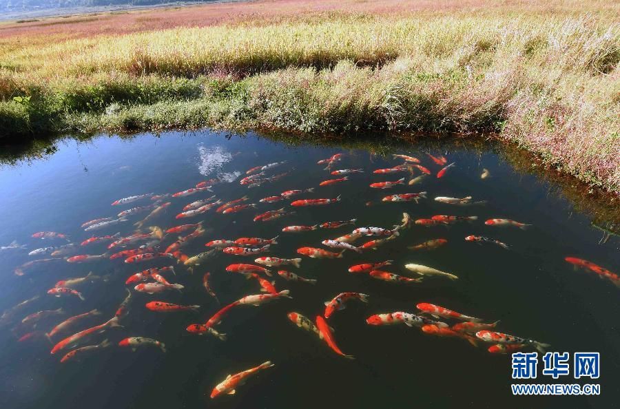 Заповедник водно-болотных угодий Бэйхай в провинции Юньнань 