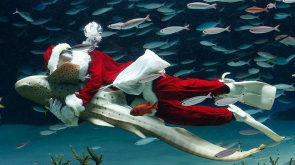 Смешные фотографии в нарядах Санта-Клауса