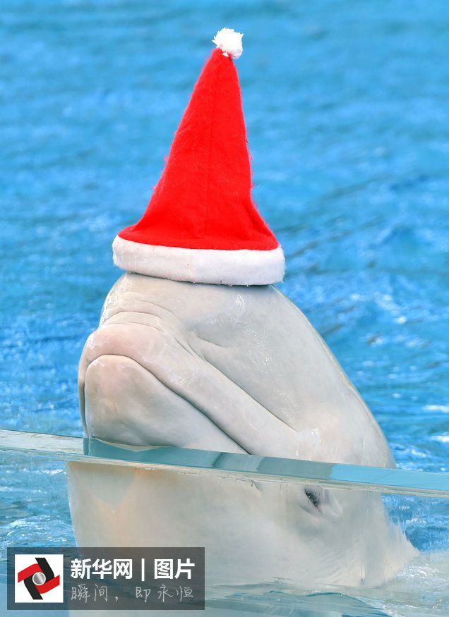 Смешные фотографии в нарядах Санта-Клауса