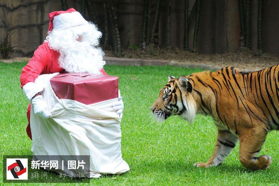 Смешные фотографии в нарядах Санта-Клауса