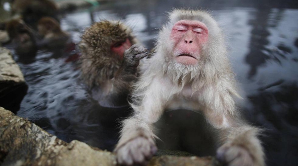 Лучшие фото животных в 2014 году по версии Reuters