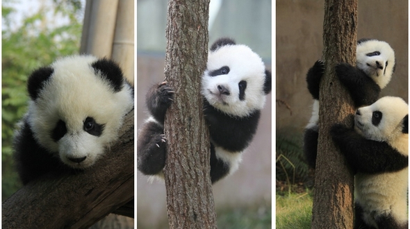 Милые фото: большие панды карабкаются по дереву