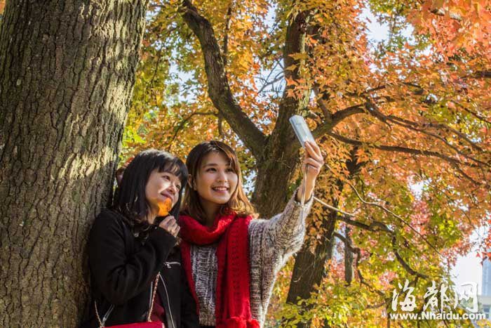 Красные кленовые листья в Фучжоуском университете 