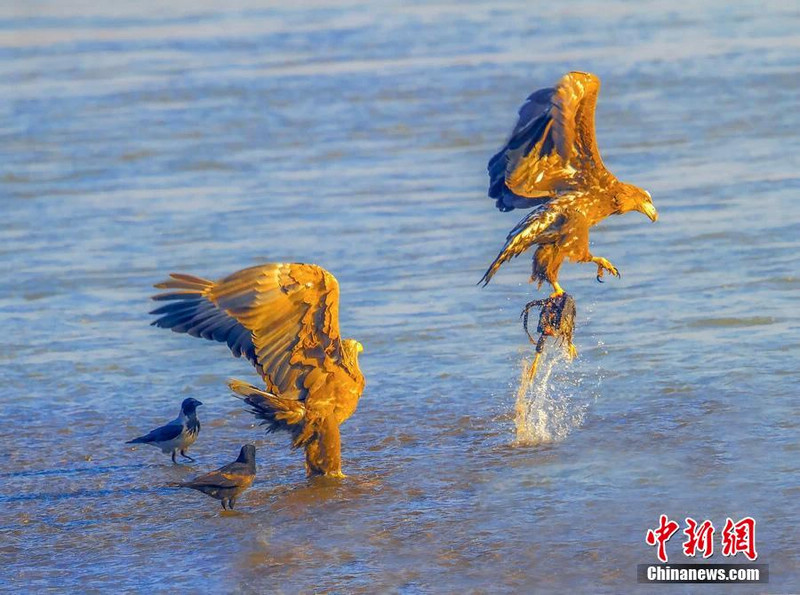Фотограф запечатлел орланов во время ловли рыбы