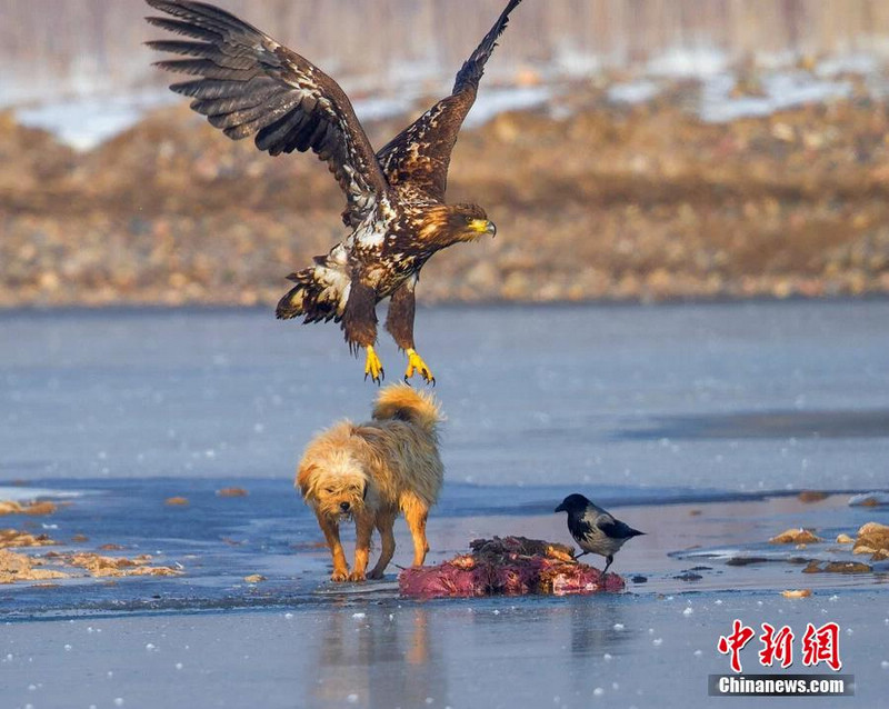 Фотограф запечатлел орланов во время ловли рыбы