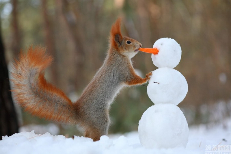 Российская белка слепила снеговика и приделала ему нос из моркови