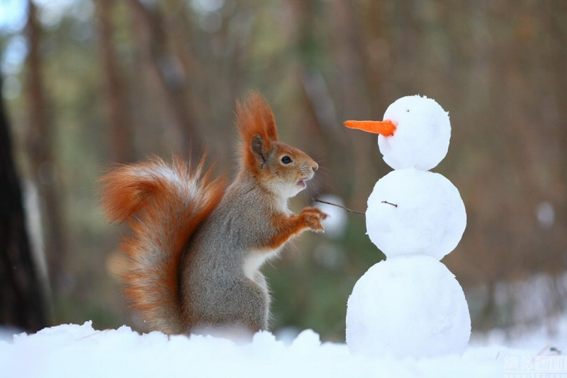 Российская белка слепила снеговика и приделала ему нос из моркови