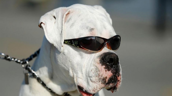 Собака гуляет в темных очках из-за чувствительности к солнечным лучам