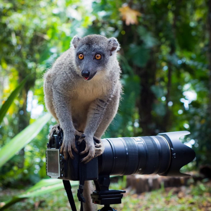 Интересные фото: животные и фотоаппарат