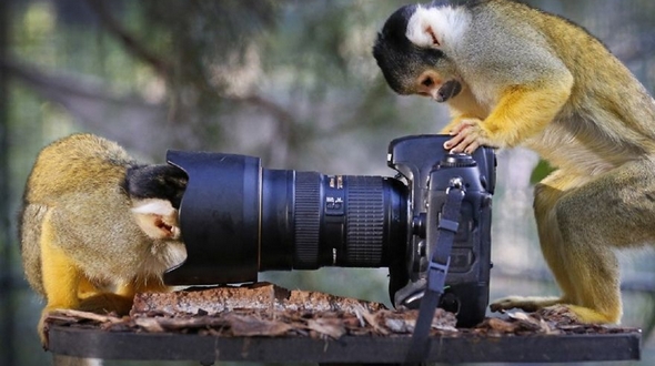 Интересные фото: животные и фотоаппарат