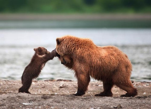 Симпатичные медведи в объективах фотографа