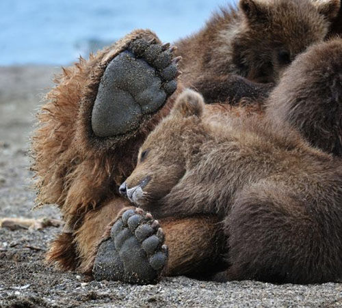 Симпатичные медведи в объективах фотографа