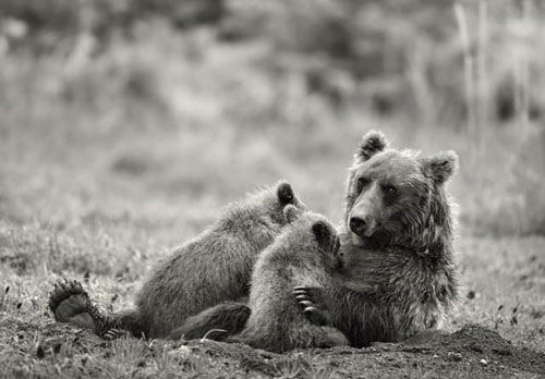 Симпатичные медведи в объективах фотографа