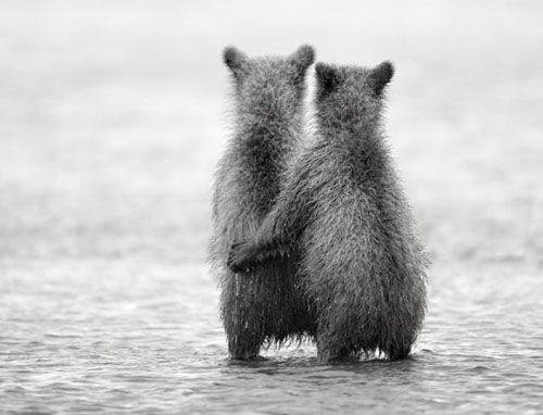 Симпатичные медведи в объективах фотографа