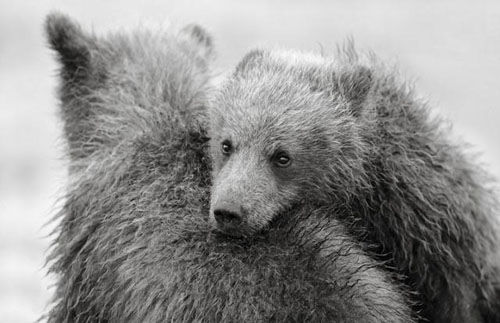 Симпатичные медведи в объективах фотографа