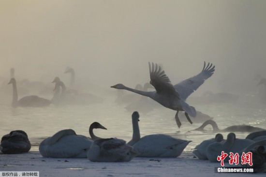 Россия: более 600 лебедей зимуют на теплом озере 