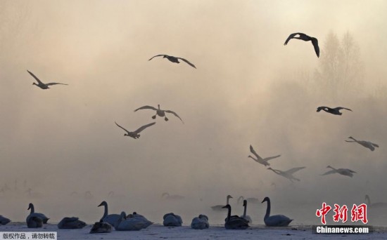 Россия: более 600 лебедей зимуют на теплом озере 