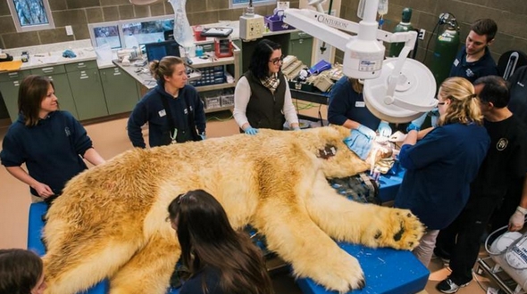 Белому медведю провели стоматологическую операцию