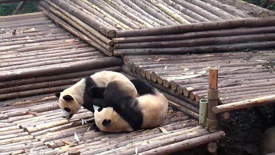 По сообщению The Daily Mail от 16 февраля, зарубежные СМИ опубликовали двухминутное видео, на котором была заснята сцена массовой драки между пандами в государственном природном заповеднике «Волун», пров. Сычуань. 